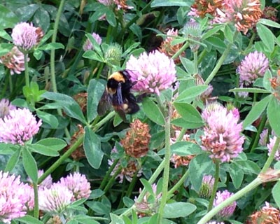 Red-Clover