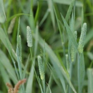 timothy-grass-seed