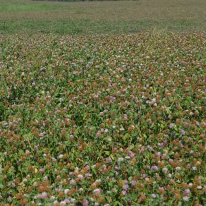 Red Clover with trace Sweet Clover