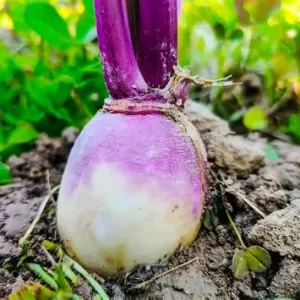 Turnips - Purple Top