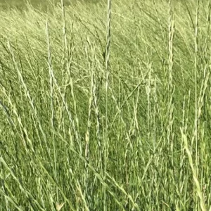 Western Wheatgrass