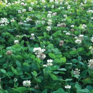 White Ladino Clover