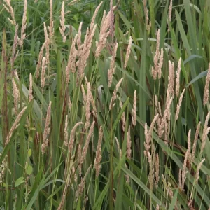 Reed Canarygrass