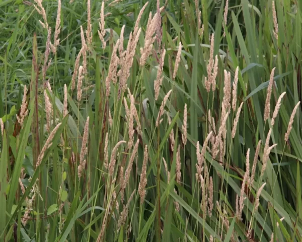 Reed Canarygrass