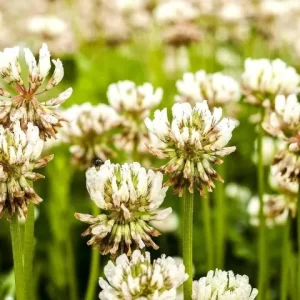 White Dutch Clover