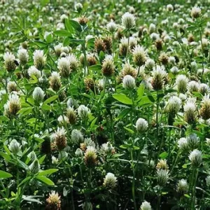 Berseem Clover
