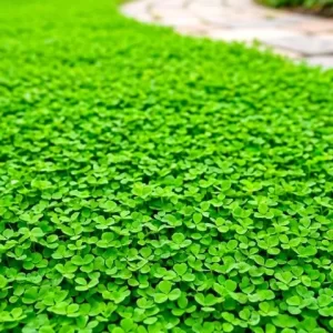 Microclover Seed